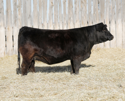 Deeg Ms Sage 11M Deeg Ms Sage 11M