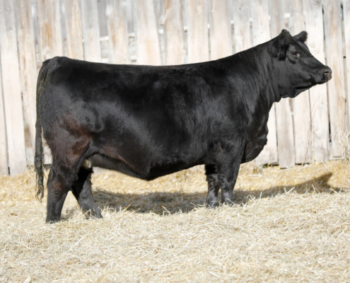 Deeg Ms Sadi 135M Deeg Ms Sadi 135M