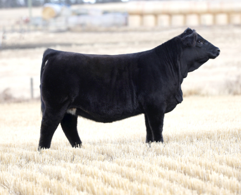 Deeg Ms Sage 13N Deeg Ms Sage 13N