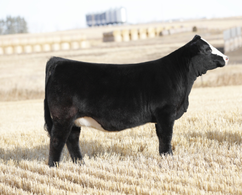 Deeg Ms Deva 4N Deeg Ms Deva 4N