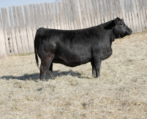 Deeg Ms Torrie 73M Deeg Ms Torrie 73M