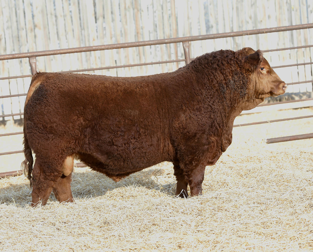 Resized DEEG El Dorado 81K copy