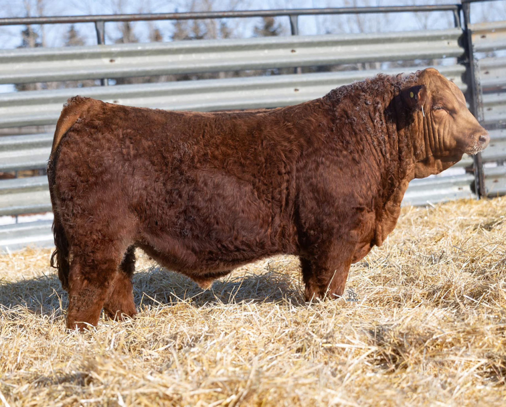 Resized KWA Mayweather 66M copy